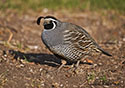 Callipepla californica